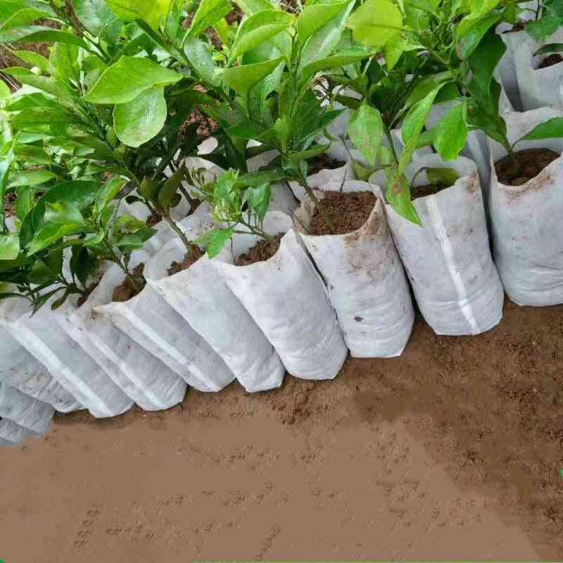 Sadnice sadnice - vrtićke vreće - organsko, ekološki prozračno