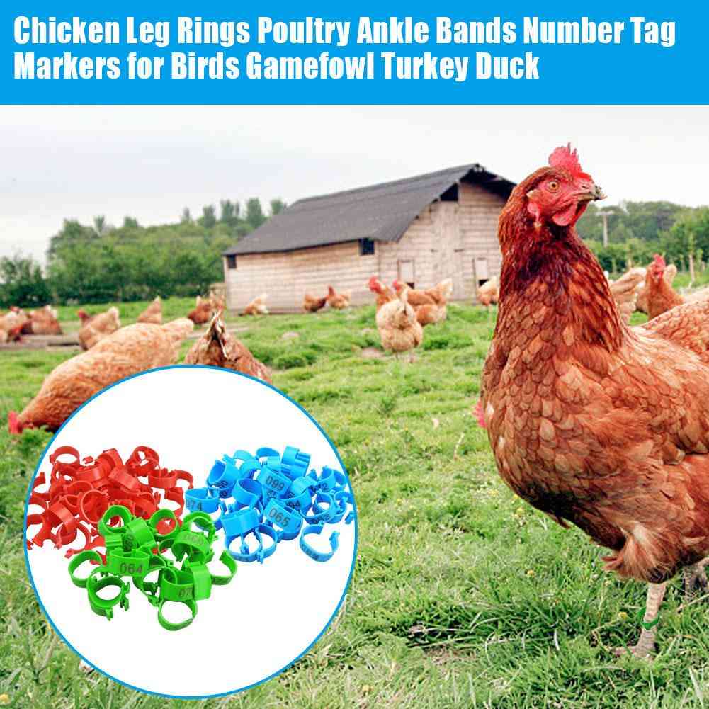 Kyllingebensbånd 20mm - kyllingefjerkræringe, due, gæs, vagtler, fuglering bæreredskaber fodringsnummermærke - rød 100pc