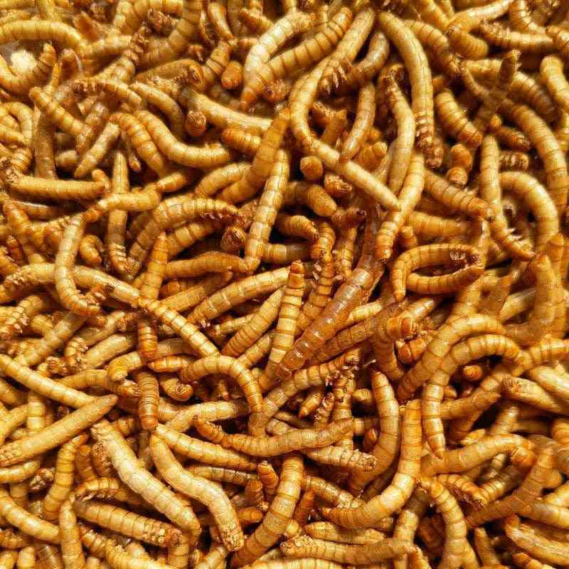Frysetørret malkorm maur mad nærende protein maur gård tilbehør anthill værksted kæledyr hamster fisk fugl snack mad