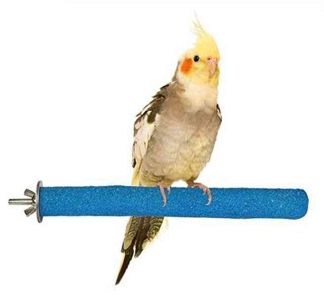 Fugl klo næb maling bar stående papegøje station pole fugl leverer papegøje slibning stativ kløer bur tilbehør
