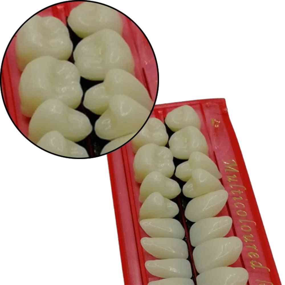 10sets Pro Dental Plastic Teeth Teaching Model - Dedicated Teeth Dental Material , Useful Teeth Care Tool