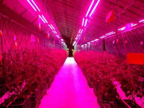 Full Spectrum Usb Strip Chip Phyto Led, Grow Light Lamp For Plants