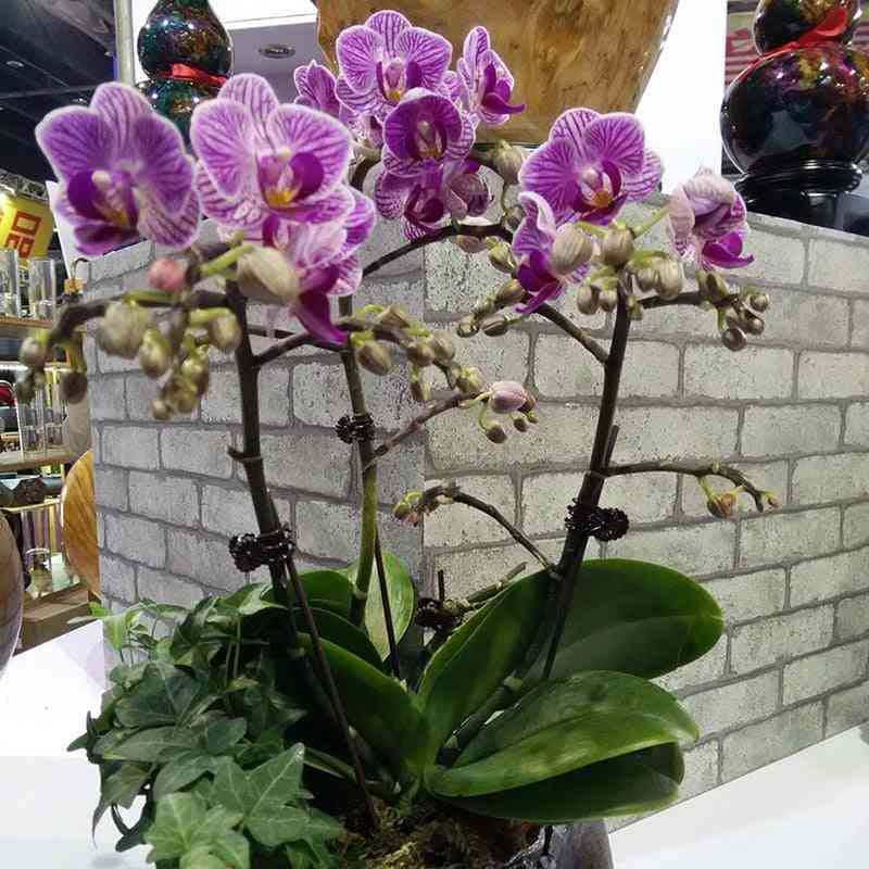 Kunststoff-Gartenclip, speziell für Pfropfpflanzen-Rebenclips Orchideenstamm-Stützbündel-Gartenwerkzeug