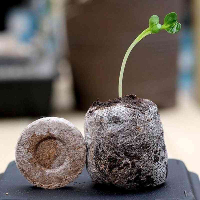 Turfkorrels - startpluggen zaailing, bloemen planten, grondblok