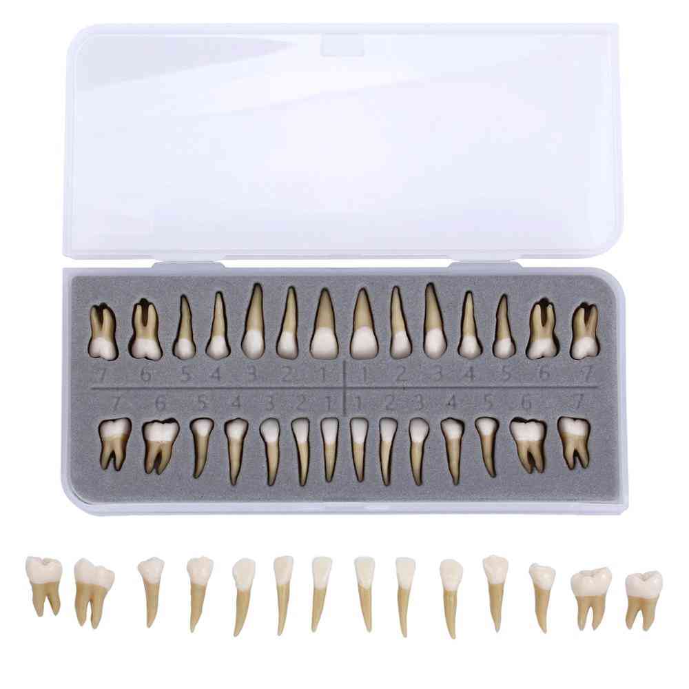 Ukázka trvalých zubů- výuka studia zubního implantátu, výukový model