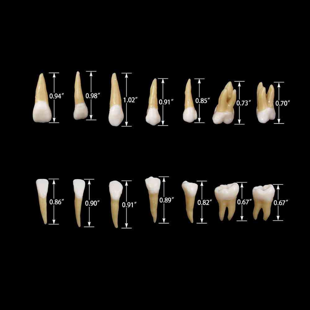 Ukázka trvalých zubů- výuka studia zubního implantátu, výukový model