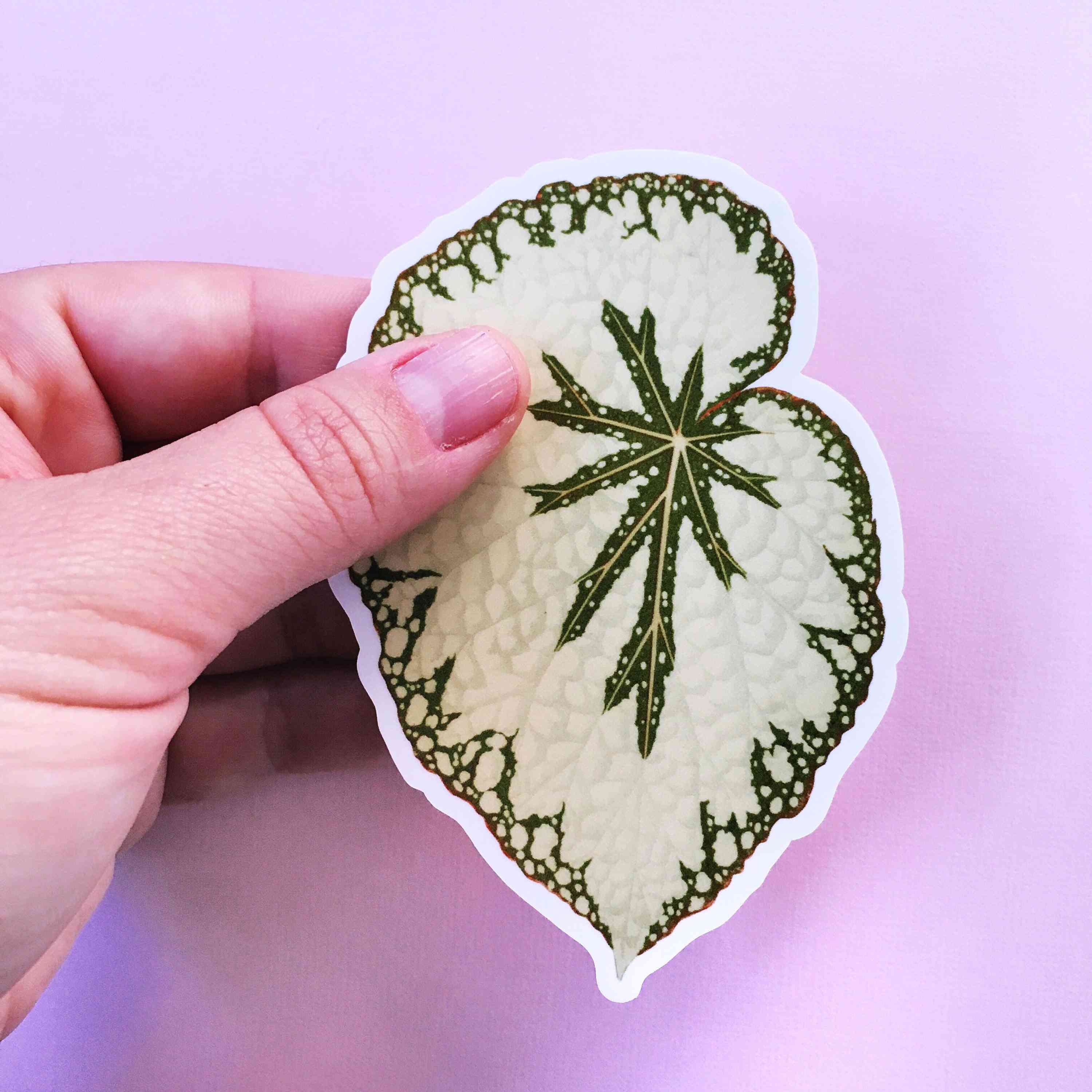 Begonia Leaf Vinyl Sticker