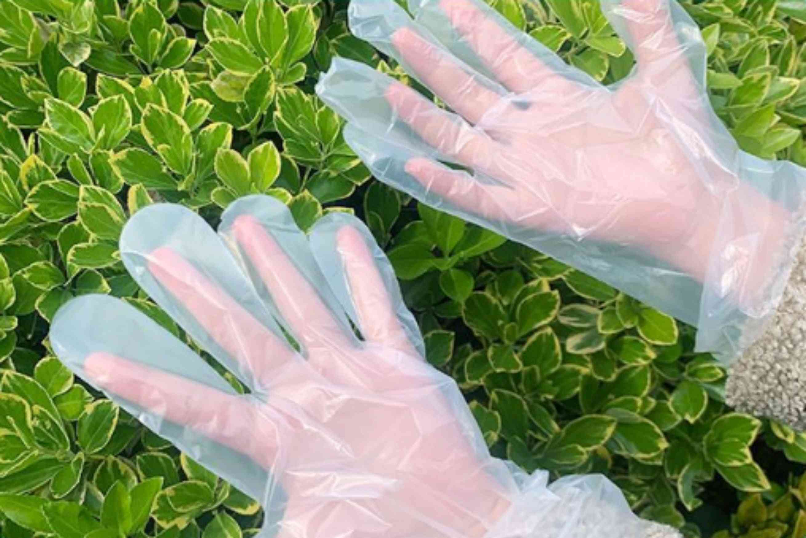 Plastic Clear Disposable Gloves