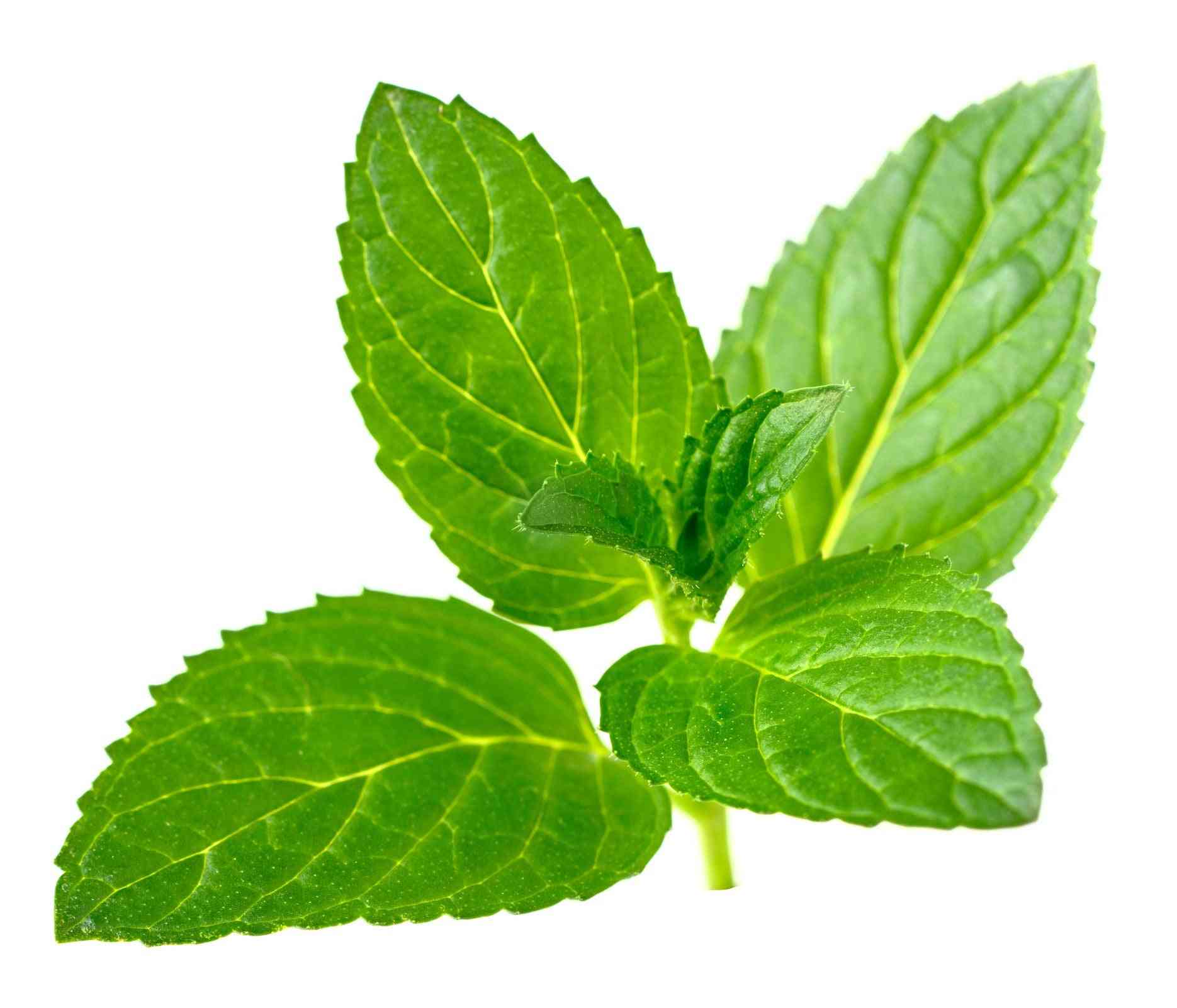 Pregnancy Tea Peppermint Morning Sickness Relief