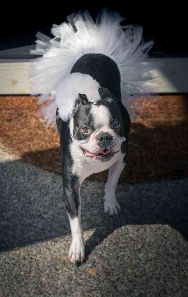 White Bridal Dog Tutu Skirt