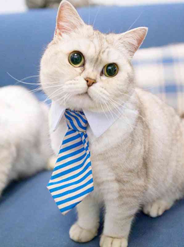 Striped Pet Tie