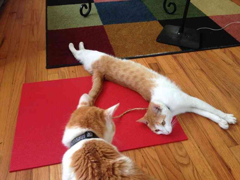 Feline Yogi Cat Mat -red