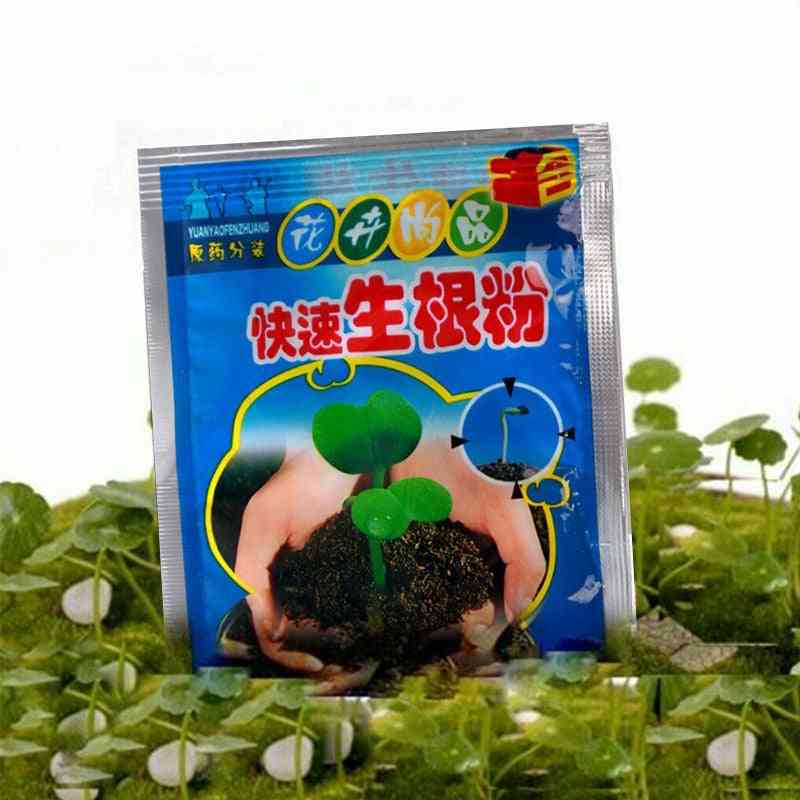 Bonsai-plante- rask vekstrot, medisinsk hormon, regulatorer som vokser frøplanter