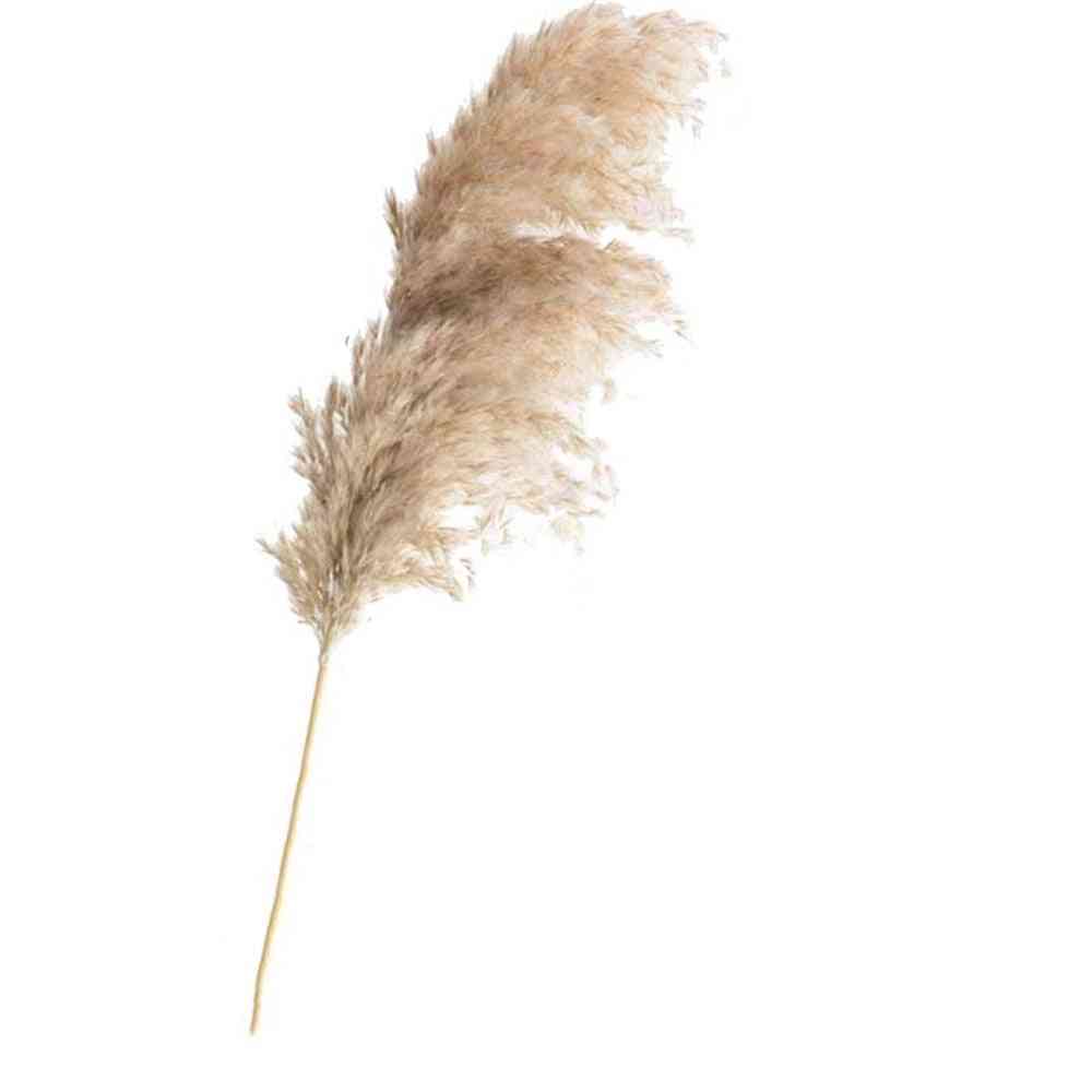 Dried Flowers Pampas Grass Bunch Pure Natural Reed Window Display Wedding Decoration