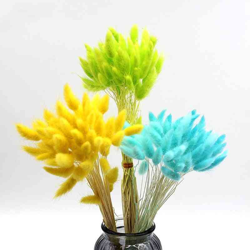 Gradient Lagurus- Ovatus Rabbit Tail Grass, Natural Dried Flowers For Home Decorations