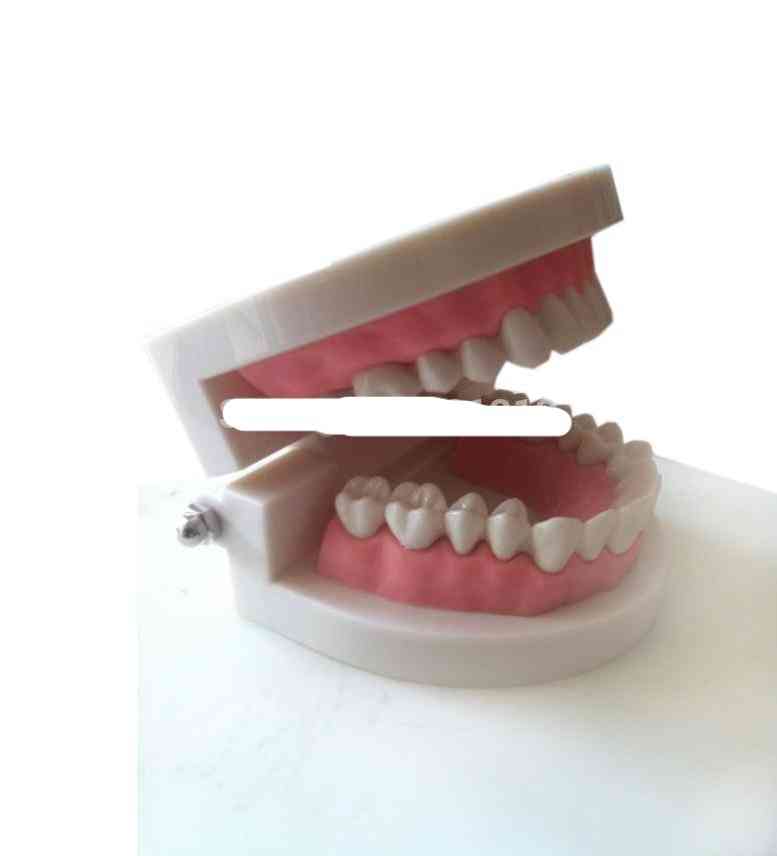 Medical Teaching Tool Teeth Model Dental Model