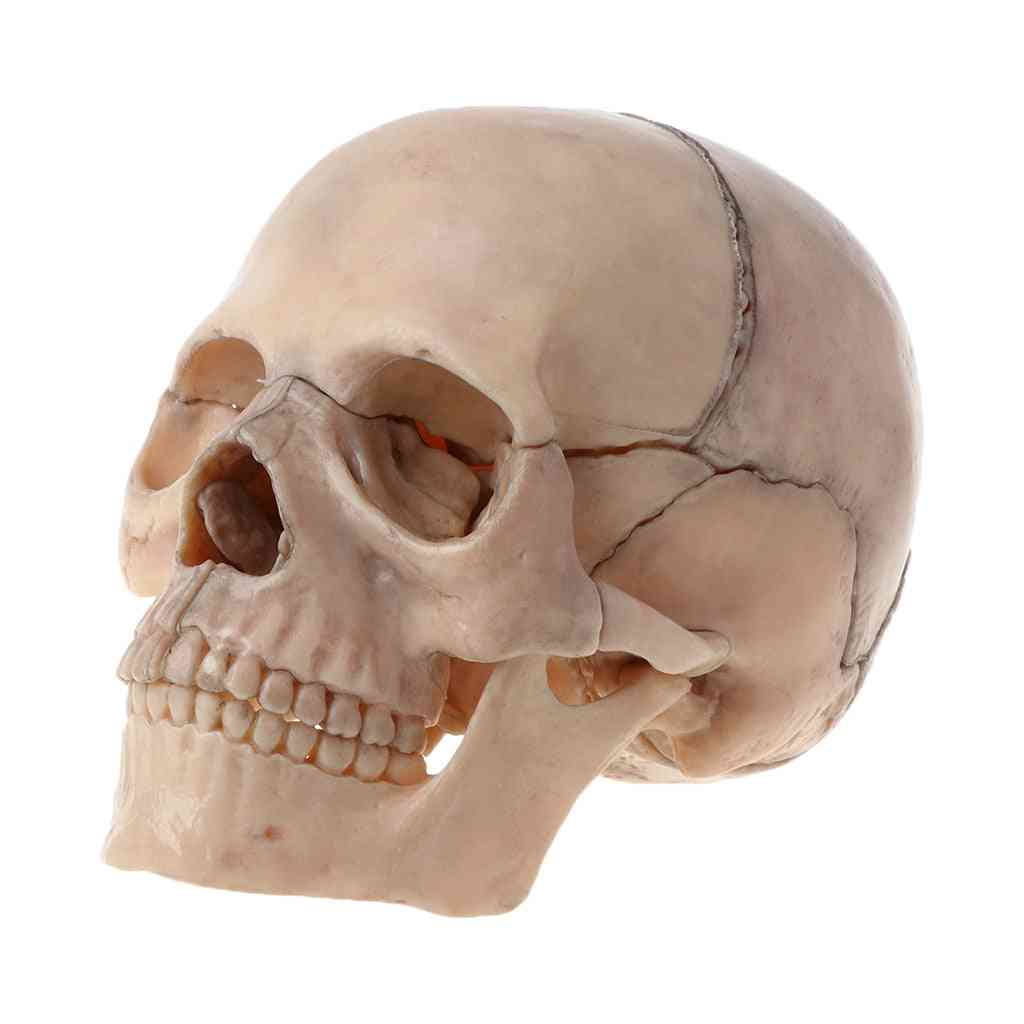 15ks/sada 4d rozobraná farebná lebka anatomický model odnímateľného lekárskeho učebného nástroja