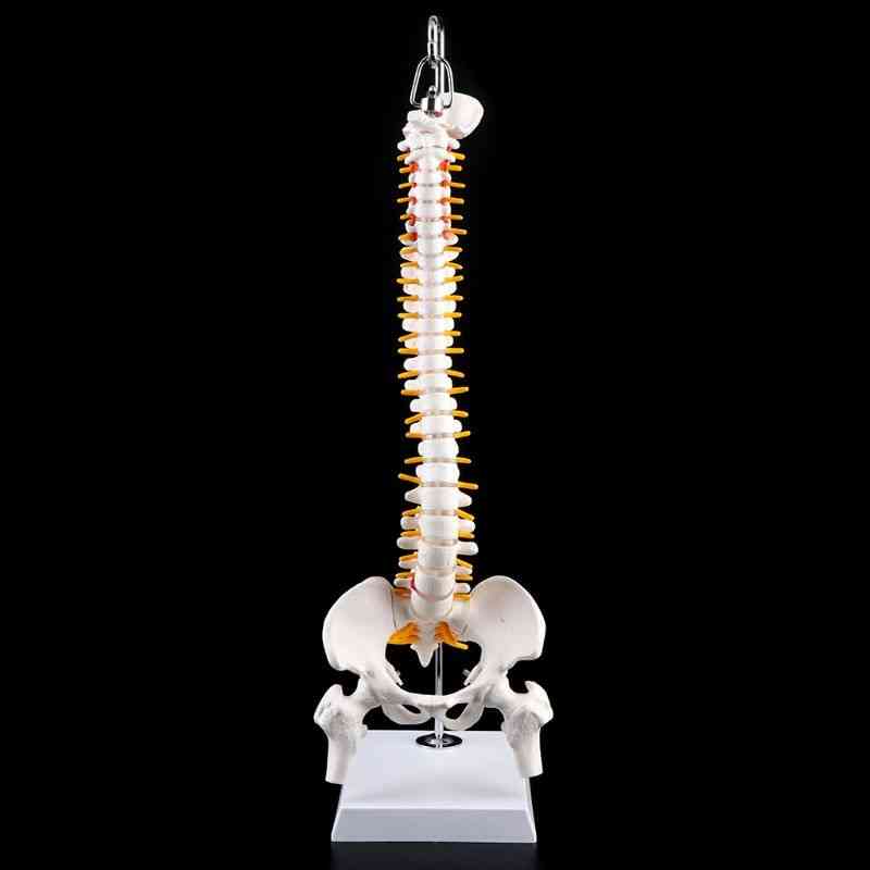 Outil d'enseignement médical de courbe lombaire vertébrale de colonne vertébrale humaine flexible de 45 cm