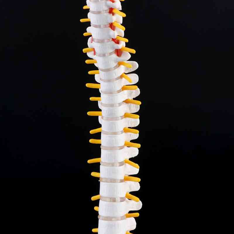 Joustava ihmisen selkäranka - nikama lannerangan käyrä, lääketieteen opetusväline