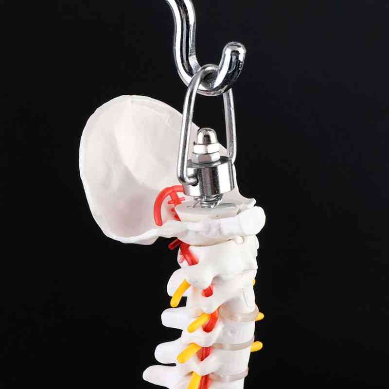 Outil d'enseignement médical de courbe lombaire vertébrale de colonne vertébrale humaine flexible de 45 cm