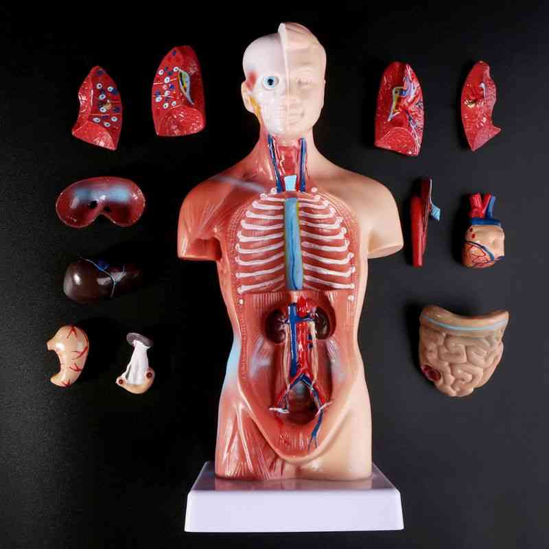 Oggetti di scena medici modello torso umano anatomia del corpo organi interni medici
