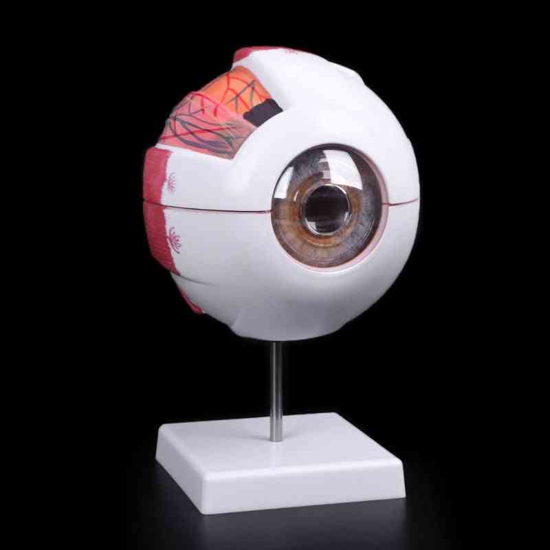 Modèle de globe oculaire modèle anatomique de globe oculaire aide à l'apprentissage médical instrument d'enseignement
