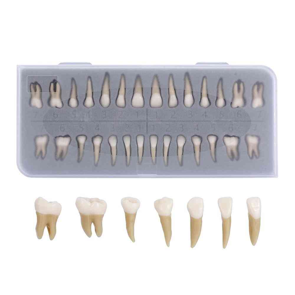 Permanent Teeth Dental Model