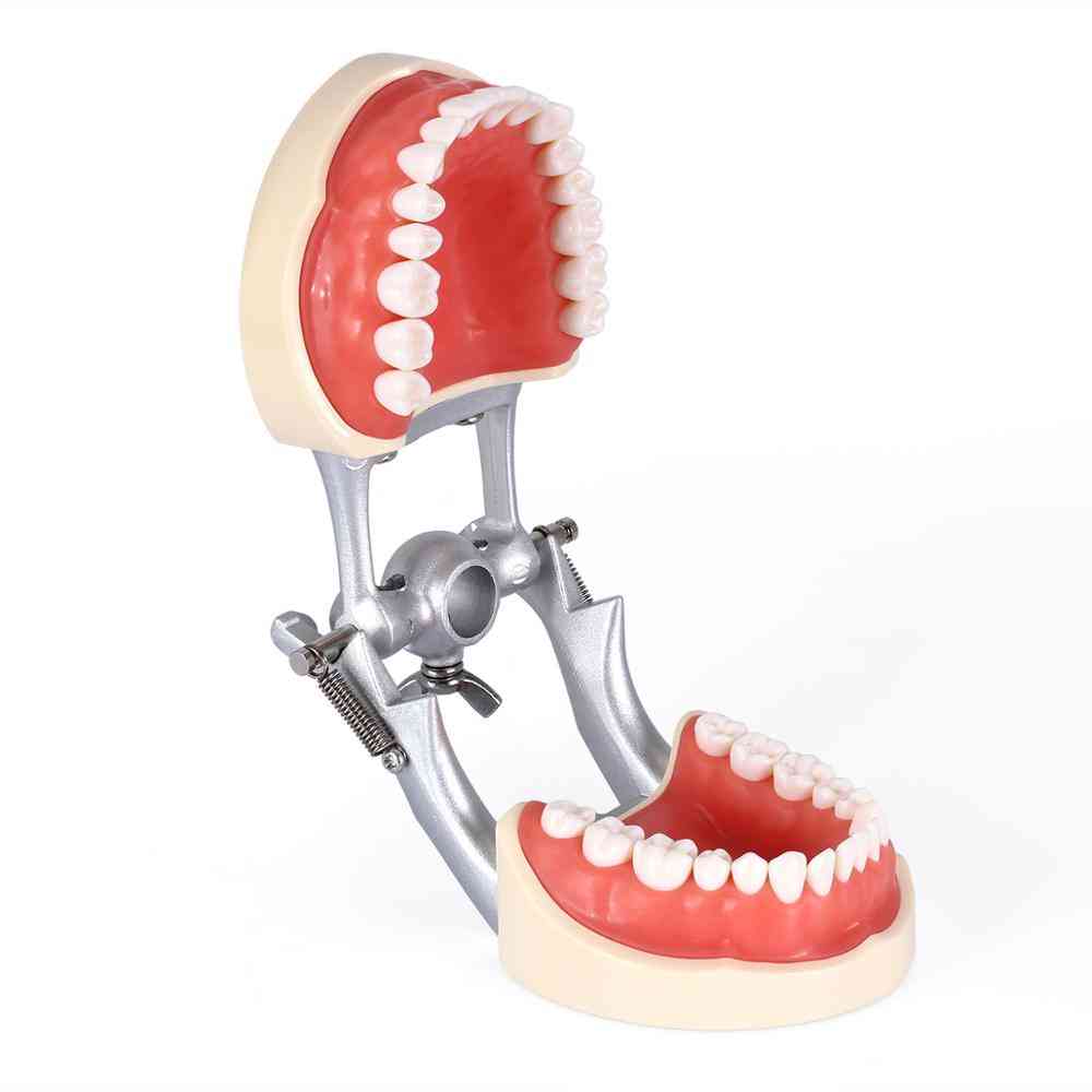 Dental Typodont Teeth Model