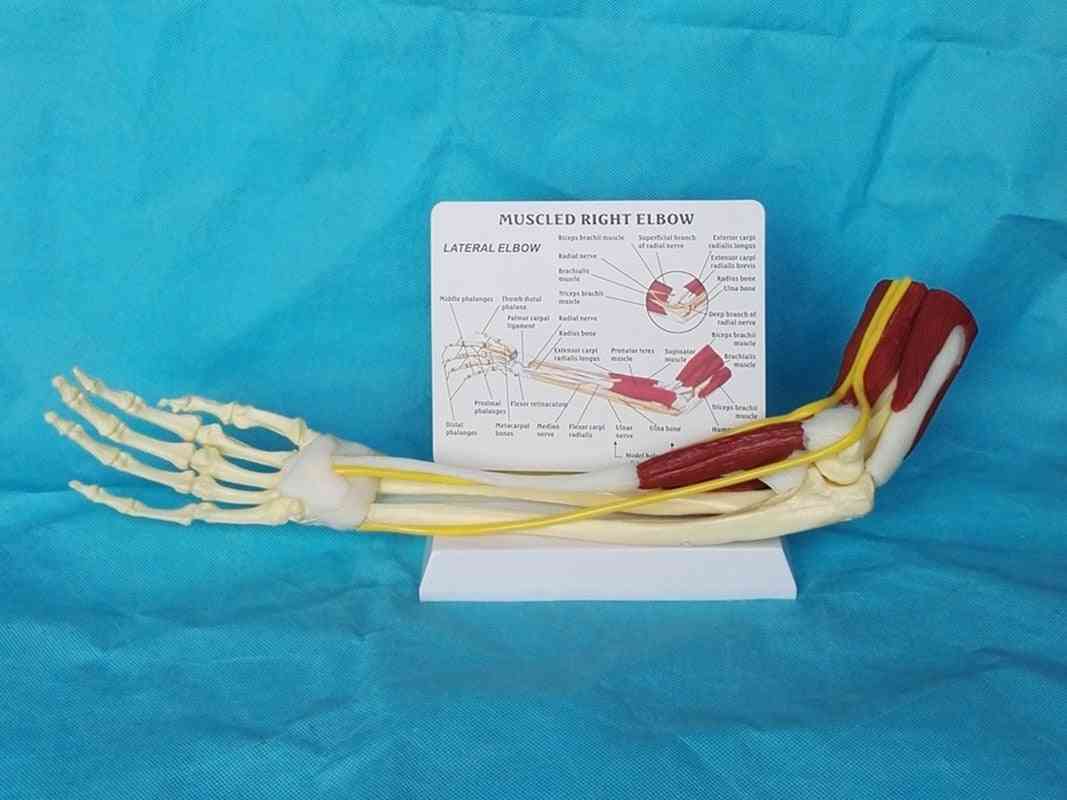 Mänsklig muskel höger armbåge, vuxen arm i ben och hand, medicinsk vetenskap, skolundervisningsmateriel