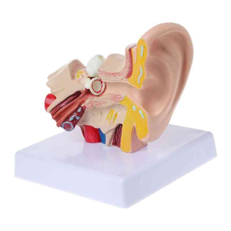 Anatomi modell av mänskligt öra i naturlig storlek, medicinska orginalundervisningsmaterial, proffs