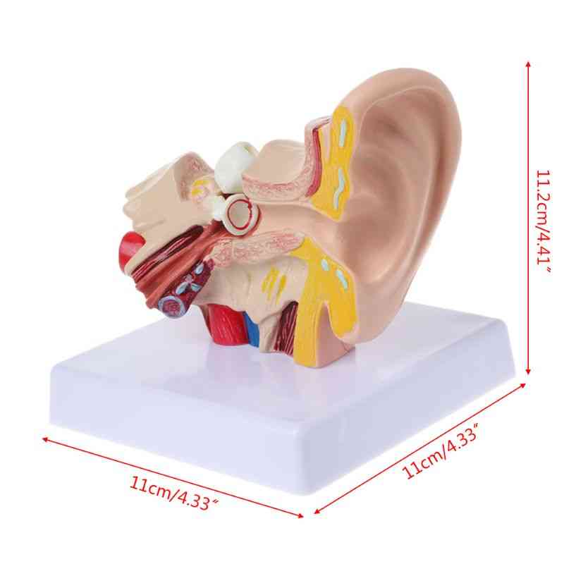 Livsstørrelse menneskelig øre anatomi modell, organ medisinsk undervisningsmateriell, profesjonell