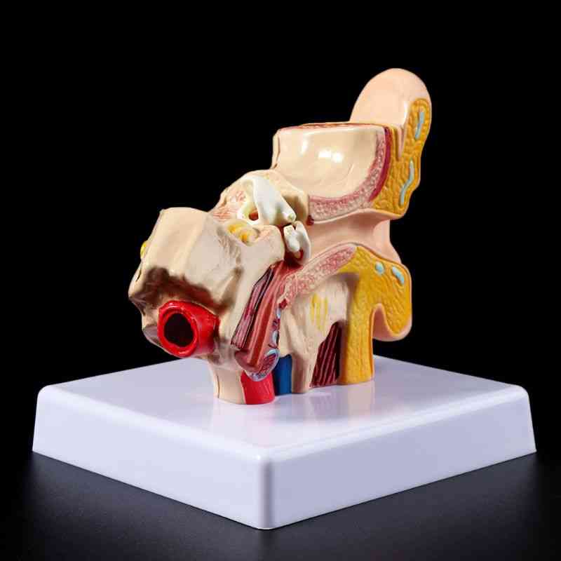 Anatomi modell av mänskligt öra i naturlig storlek, medicinska orginalundervisningsmaterial, proffs