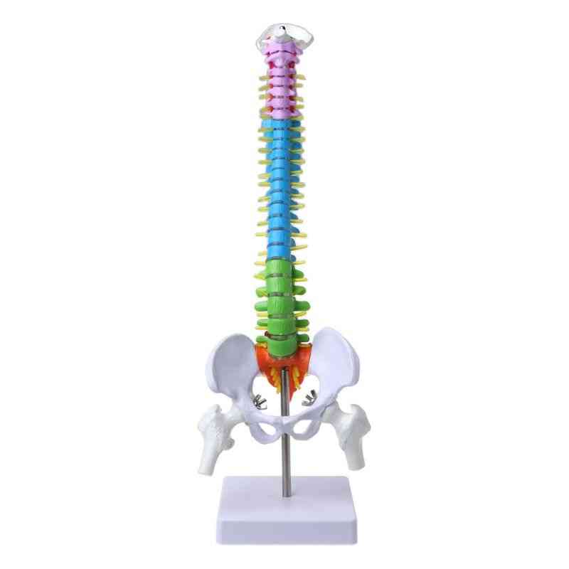Avtagbar mänsklig ryggradsmodell, kolumn vertebral ländryggskurva, anatomiskt medicinskt undervisningsverktyg