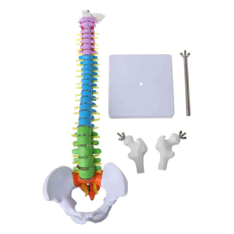 Avtagbar menneskelig ryggradsmodell, kolonne vertebral lumbal kurve, anatomisk medisinsk undervisningsverktøy