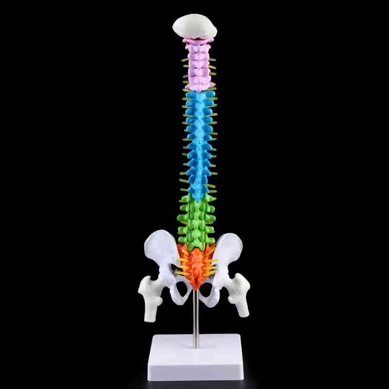 Aftagelig menneskelig rygsøjlemodel, søjlehvirvelens lændehvirvelkurve, anatomisk medicinsk undervisningsværktøj
