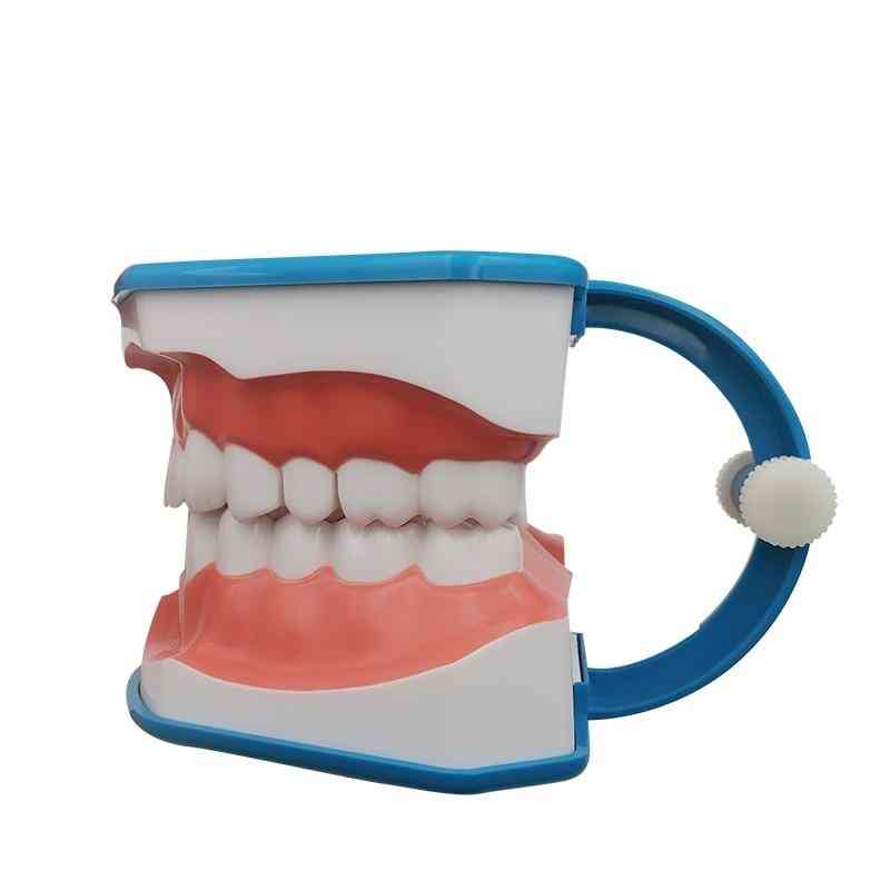 Standard Dental Teaching Model