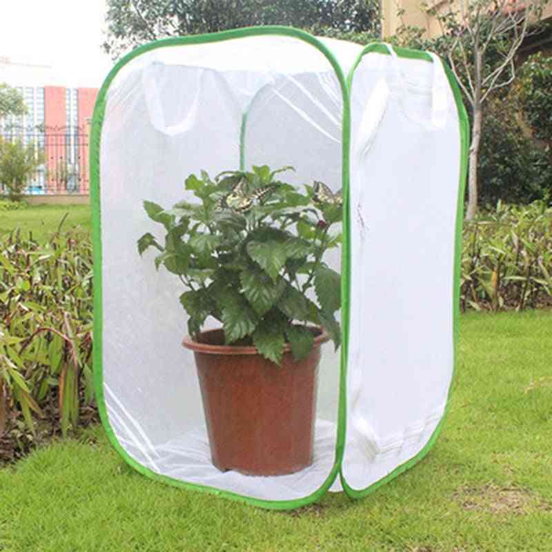 Collapsible Insect Cage
