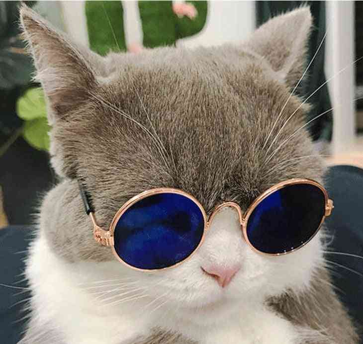 Runde katt solbriller