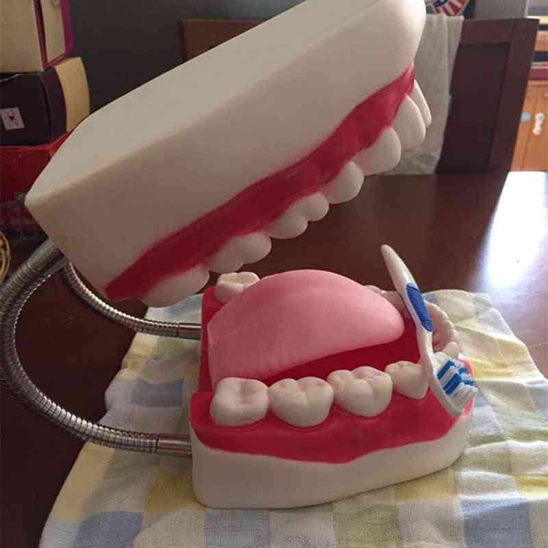 Sex gånger förstoring full mun modell tand, undervisning tandläkare, högklassig presentation