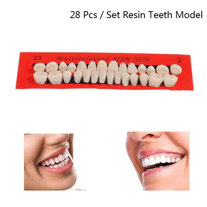 Resin Teeth Model, Durable Dentures, False Teeth Dental Material, Teaching Model