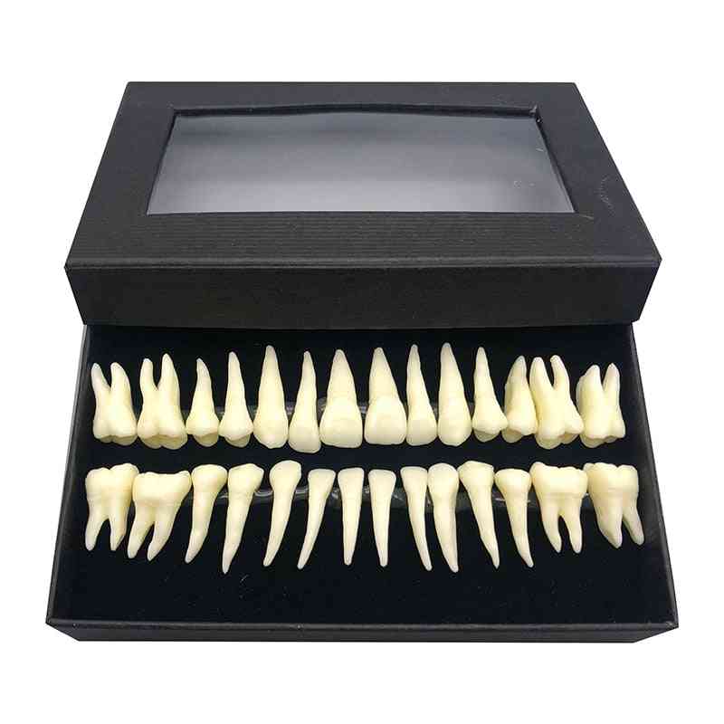 28 Full Mouth Tooth Model Dental Oral Monochrome