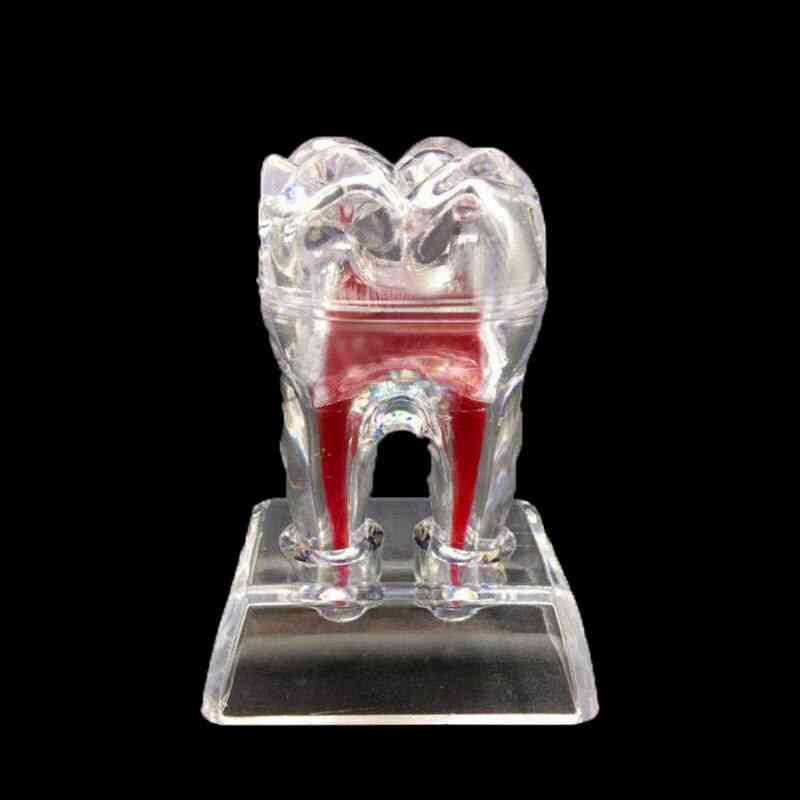 Dental 4 gånger kristallbas hård plast tänder tand