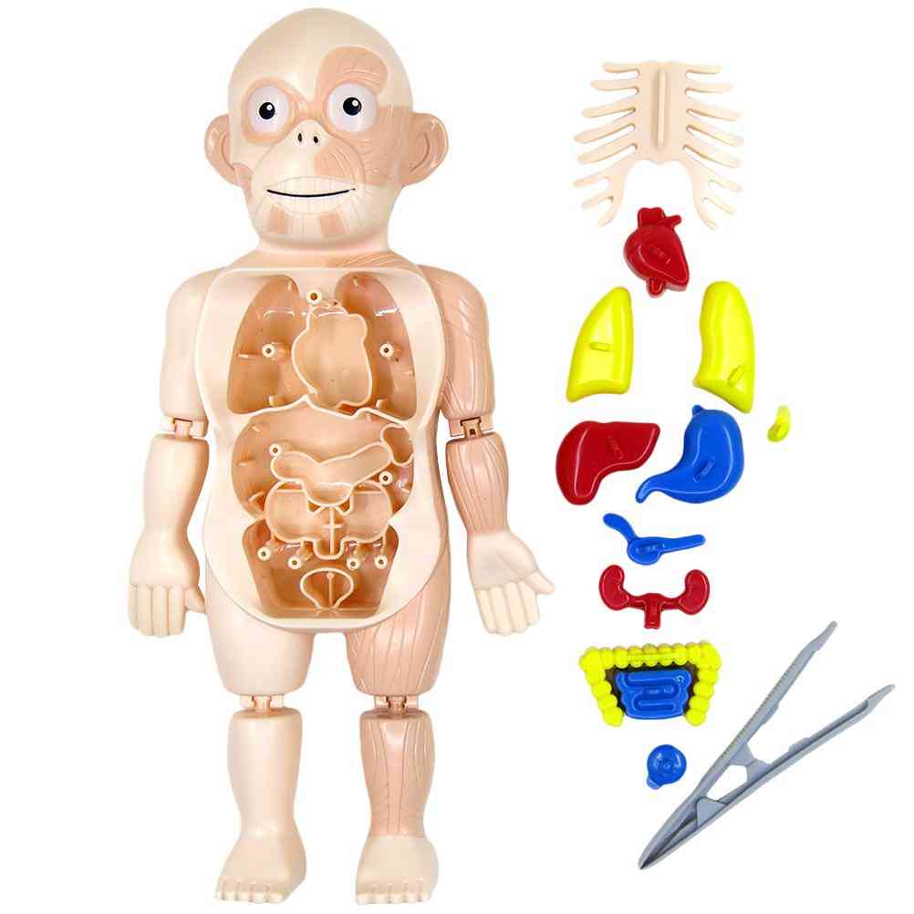Montessori 3d Puzzle Human Body Anatomy