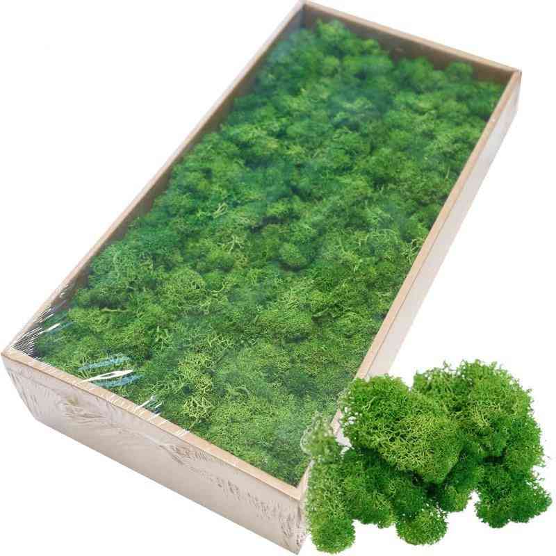 Artificial Green Plants Eternal Life Moss Grass
