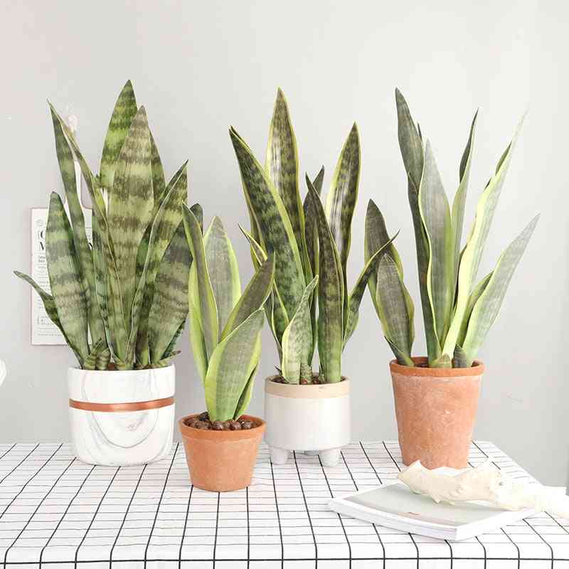 Plastic- Sansevieria Branch, Artificial Plants For Home  Decoration