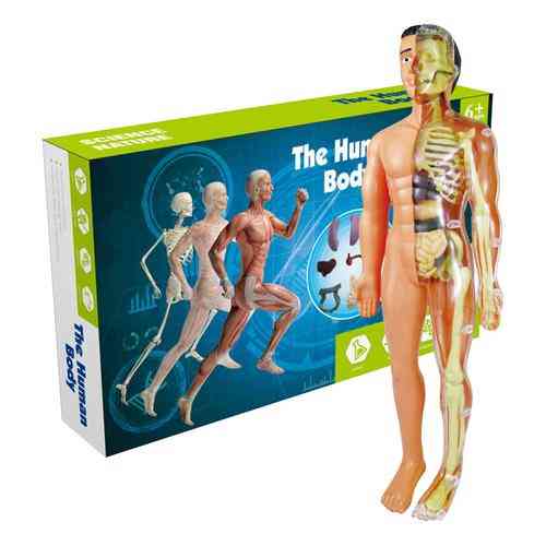 Anatomy Model Human Torso Anatomy Science Learning