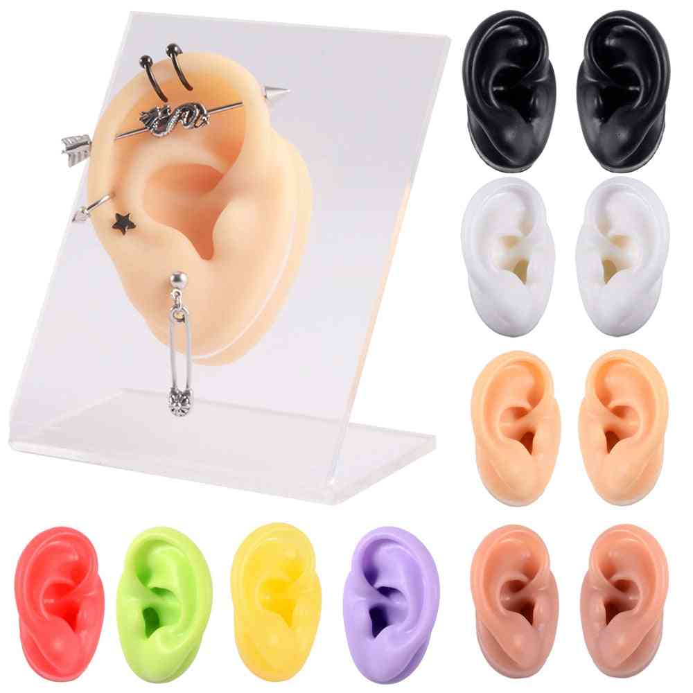 Silicone Ear Nose Model With Clear Board - Reused Jewelry